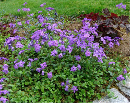 Sherwood Purple Creeping Phlox (Phlox stolonifera &
