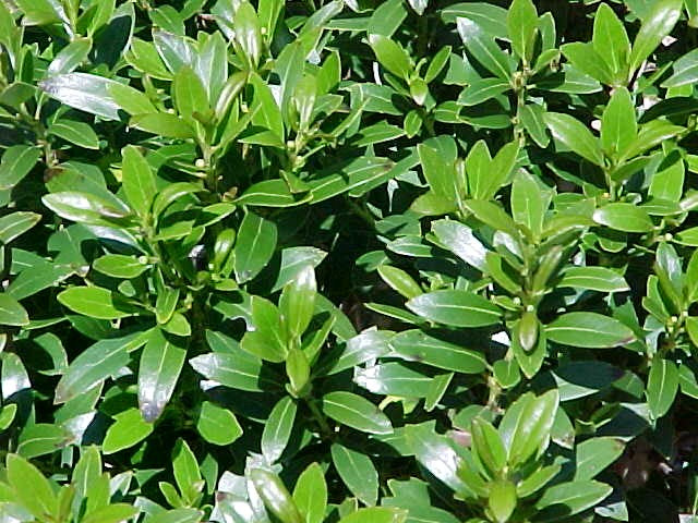 Shamrock Holly (Ilex glabra &