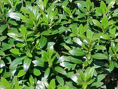 Shamrock Holly (Ilex glabra &