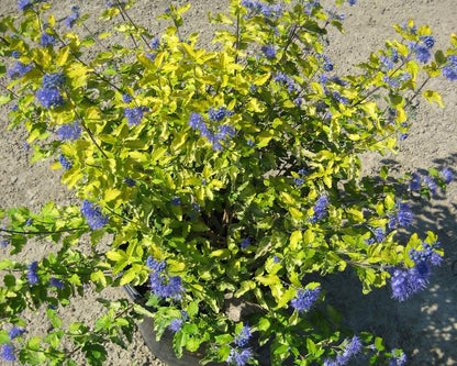 Sunshine Blue® II Bluebeard (Caryopteris sunshine &