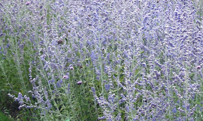 Blue Jean Baby Russian Sage (Perovskia atriplicifolia &