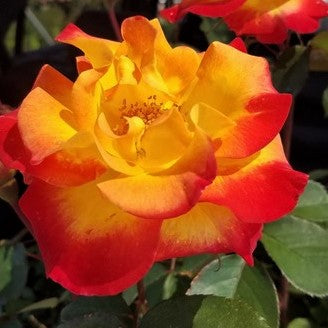 Sunset Horizon™ Rose (Rosa sunset &