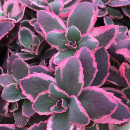 SunSparkler® Dream Dazzler Stonecrop (Sedum dream &