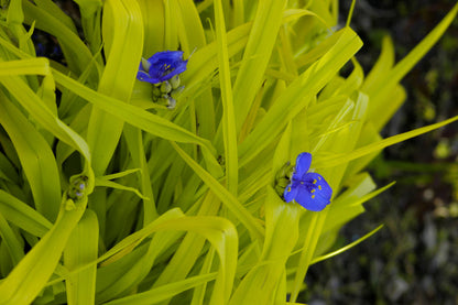 Sweet Kate Spiderwort (Tradescantia x andersoniana &