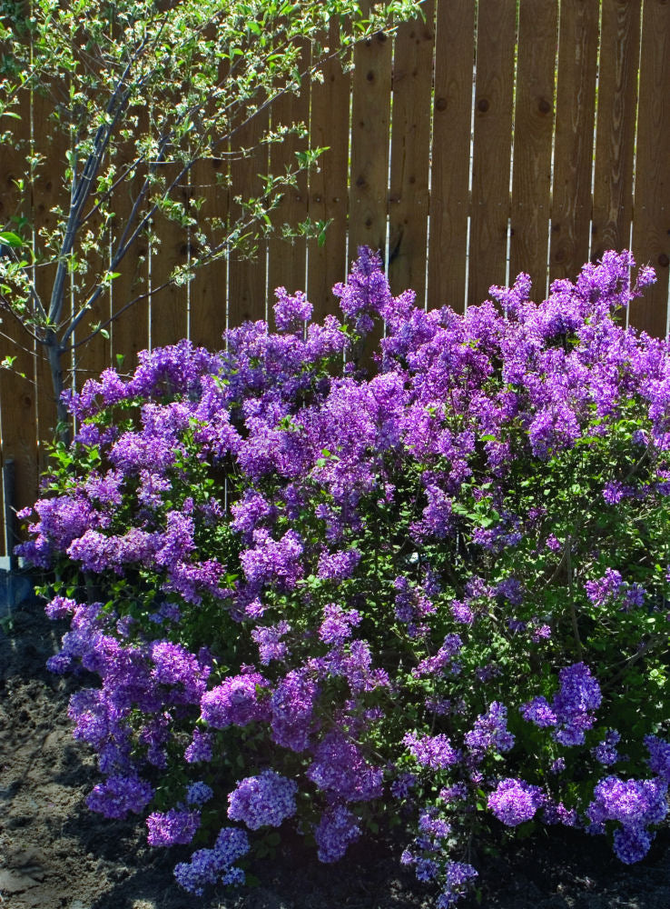Bloomerang® Dark Purple Lilac (Syringa x &