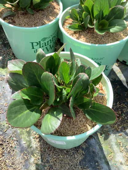 Bergenia Early Brilliance™ Magenta  (Bergenia &