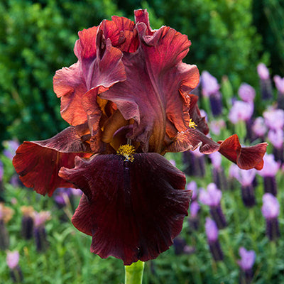 Bernices Legacy German Iris (Iris germanica &