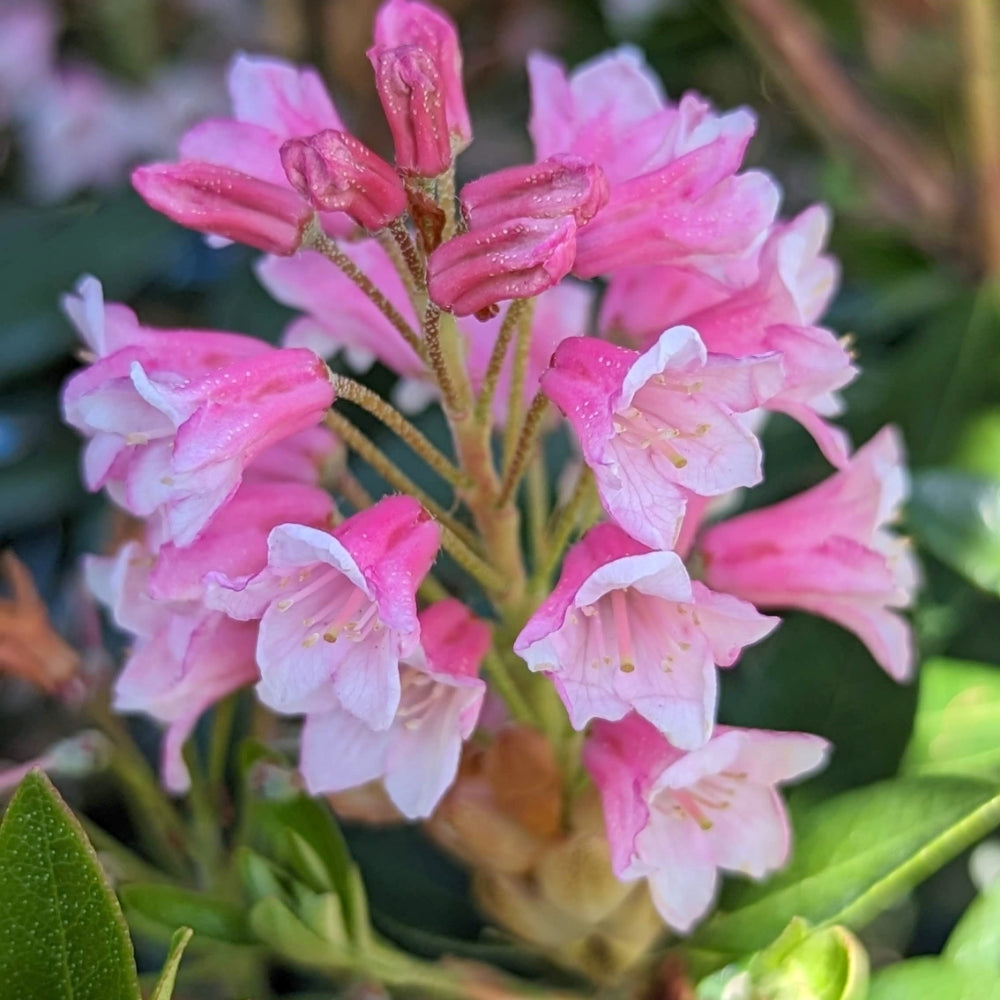 Bloombux® Magenta Rhododendron (Rhododendron micrantha Bloombux Magenta (&