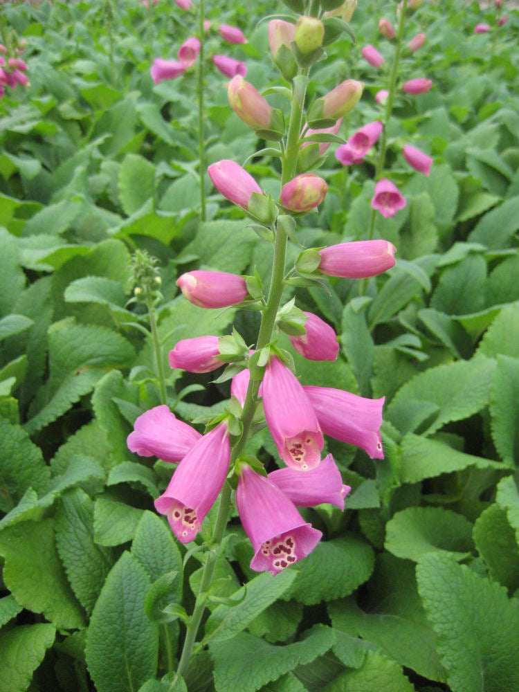 Camelot Rose Foxglove (Digitalis x &
