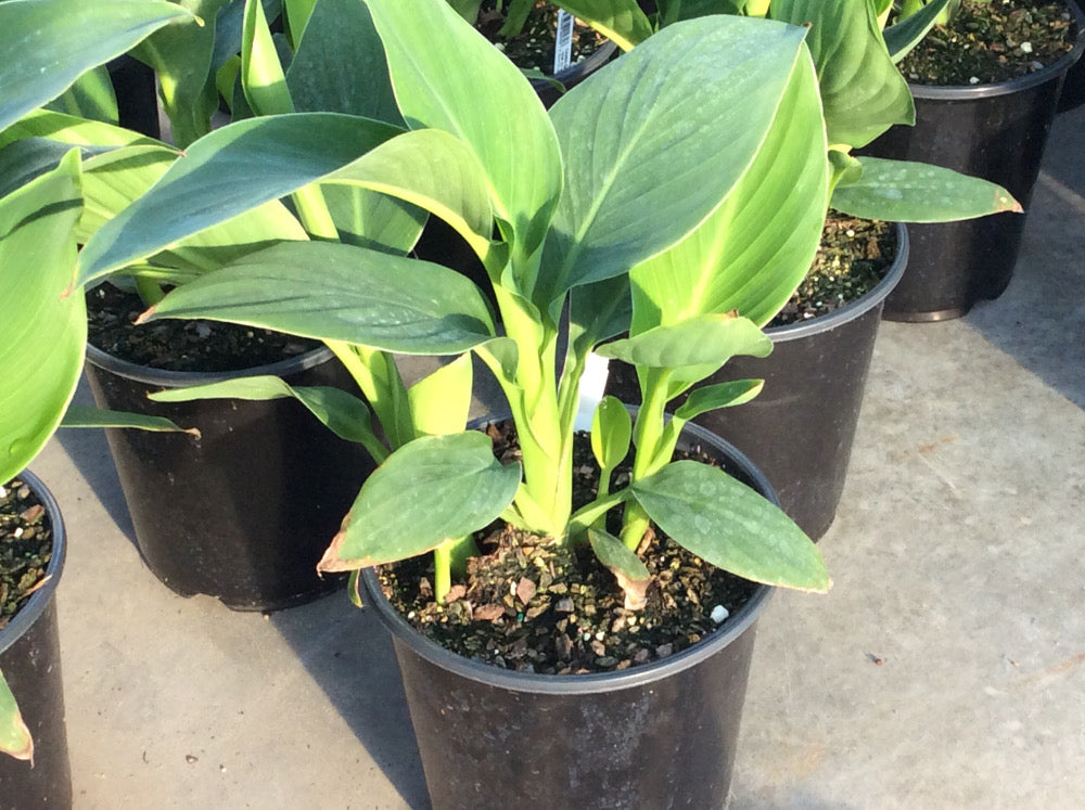 Cannova® Yellow Canna (Canna cannova &