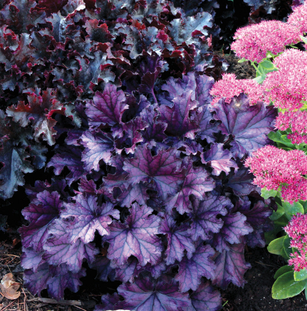 Forever Purple Coral Bells (Heuchera forever &