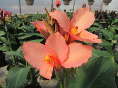 Cannova® Mango Canna (Canna cannova &