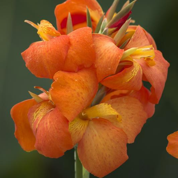 Cannova Orange Shades Canna (Canna cannova &