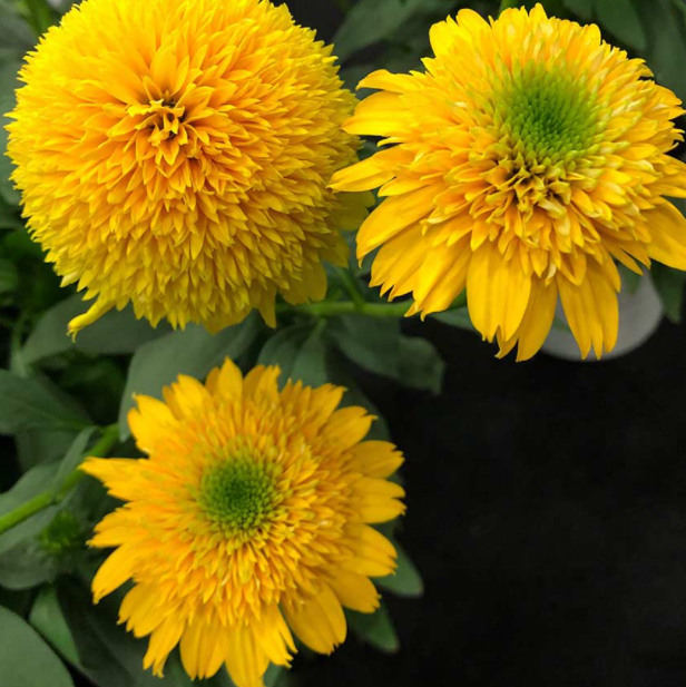 Cara Mia™ Yellow Coneflower (Echinacea cara &