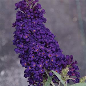 Buzz® Midnight Butterfly Bush (Buddleia &