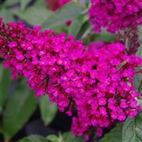 Buzz® Hot Raspberry Butterfly Bush (Buddleia &