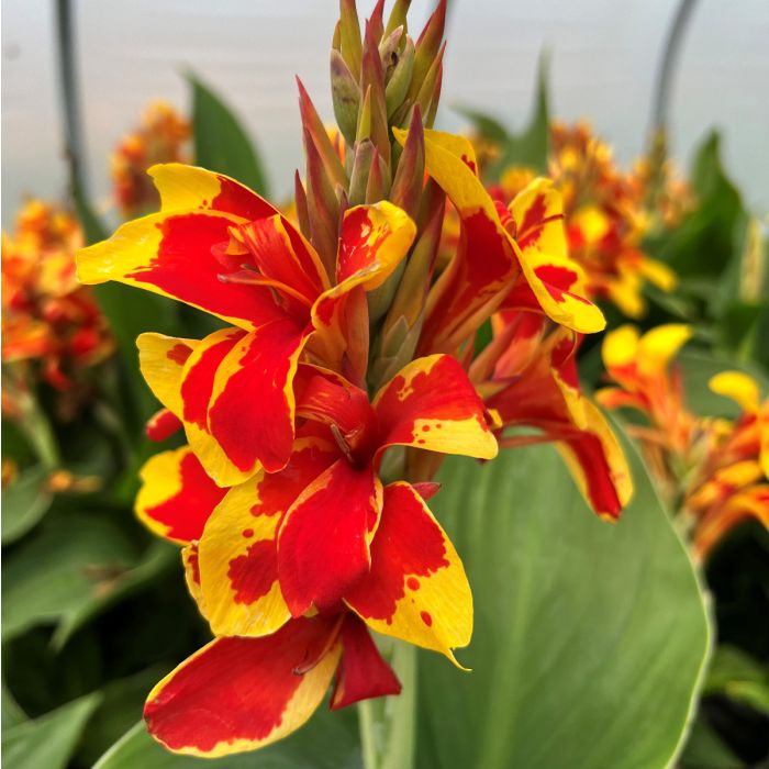 Cannova Red Golden Flame Canna (Canna cannova &