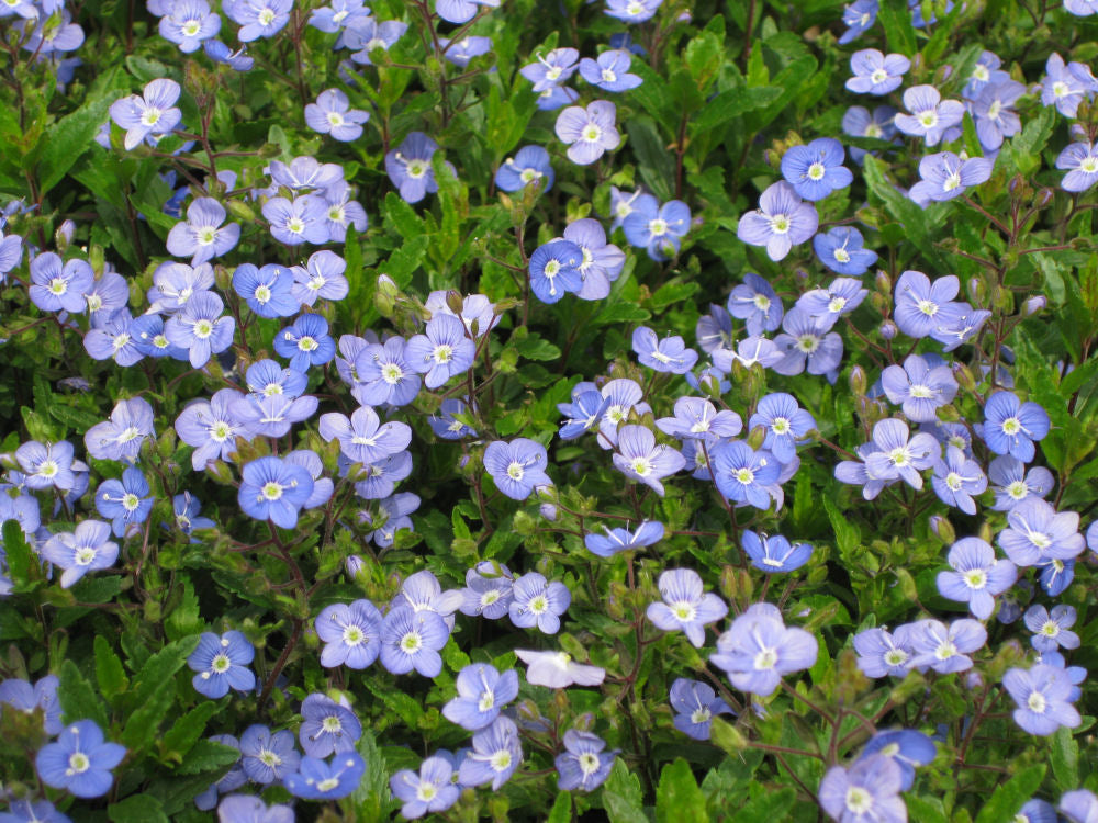 Georgia Blue Creeping Speedwell (Veronica umbrosa &