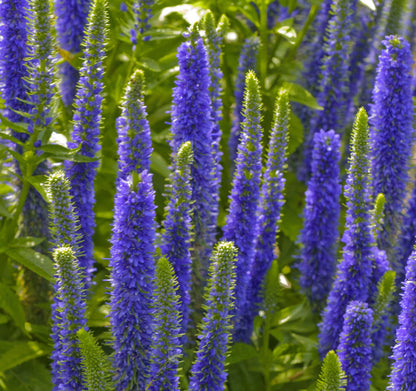 Royal Candles Speedwell (Veronica spicata &