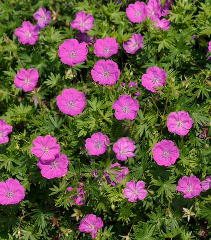 Max Frei Cranesbill (Geranium sanguineum &