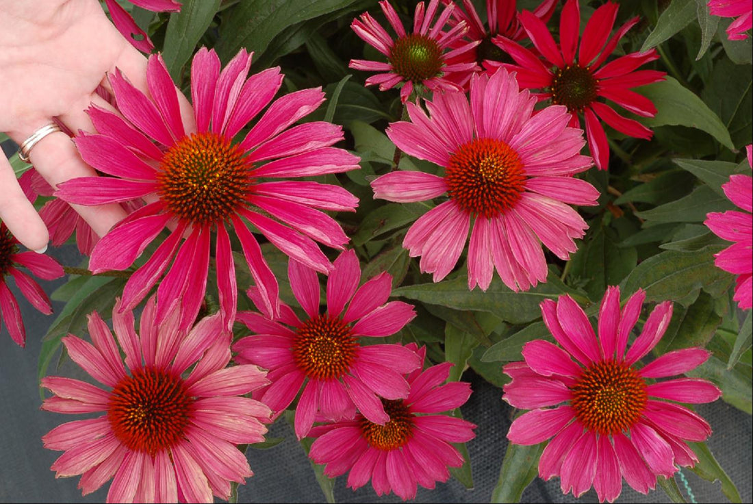 KISMET™ Raspberry Coneflower (Echinacea purpurea &