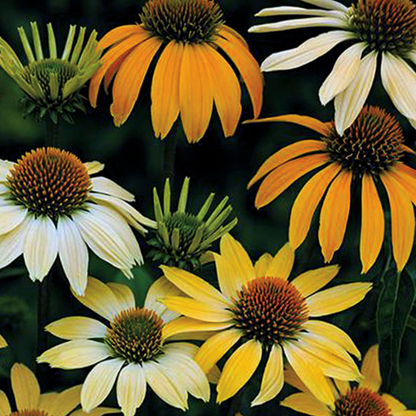 Mellow Yellows Coneflower (Echinacea purpurea &