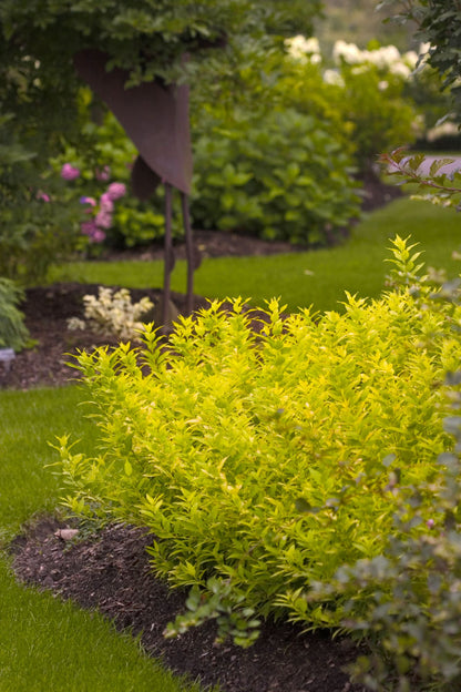 Chardonnay Pearls® Deutzia (Deutzia gracilis &