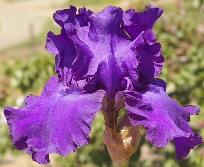 His Royal Highness German Iris (Iris germanica &