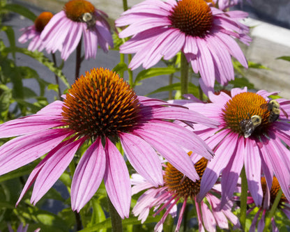 Purple Coneflower (Echinacea purpurea &