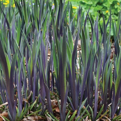 Purple Flame Iris (Iris versicolor &