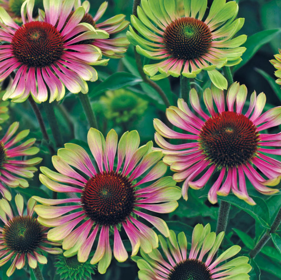 Echinacea Green Twister Coneflower (Echinacea purpurea &