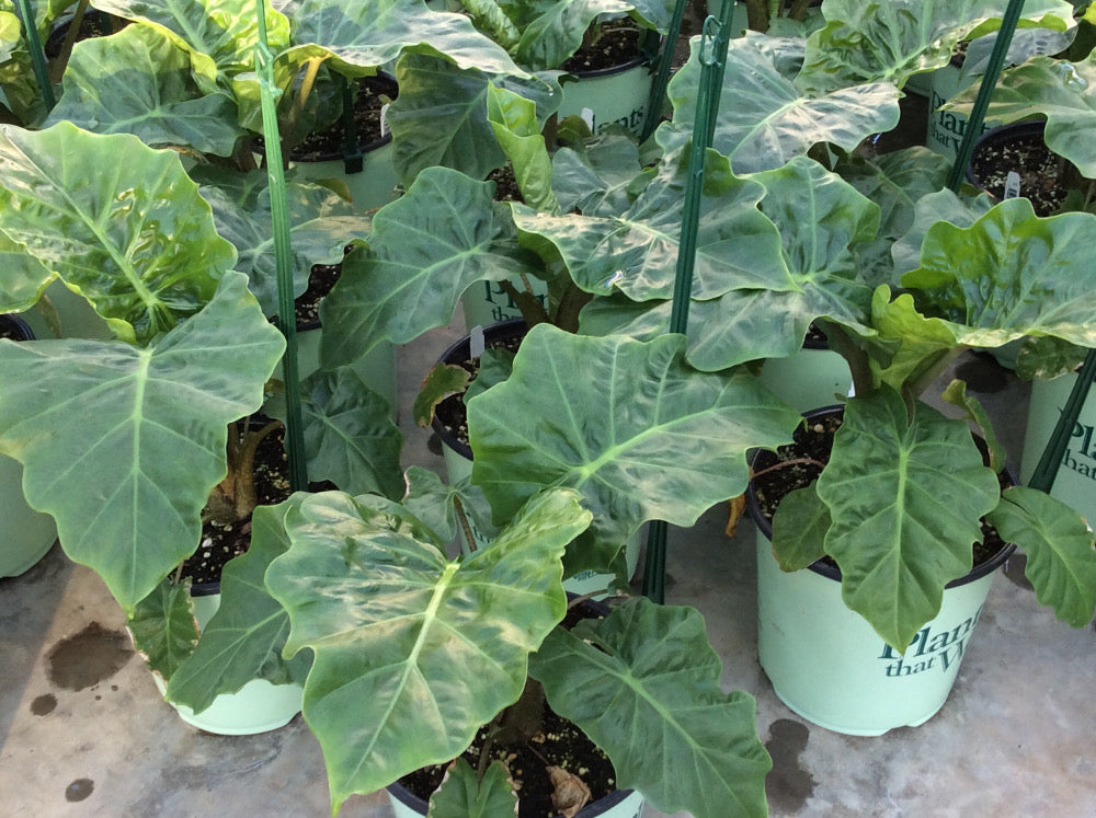 Low Rider™ Elephant Ear (Alocasia &