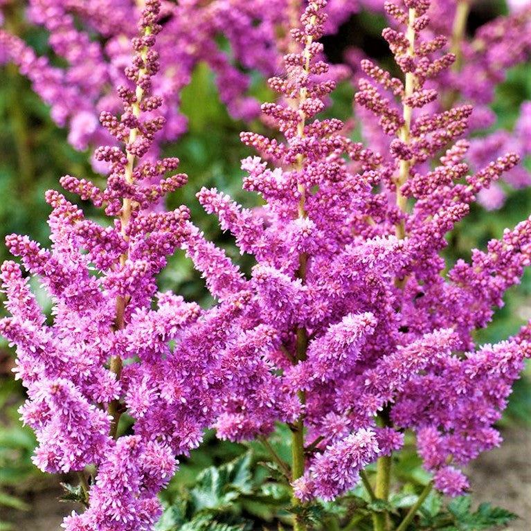 Little Vision In Purple Astilbe (Astilbe chinensis &