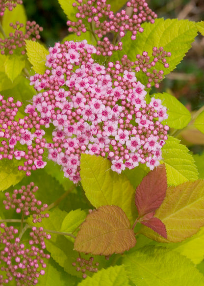 Double Play Big Bang® Spirea (Spiraea japonica &