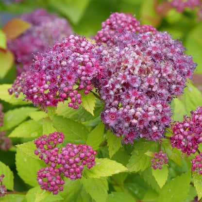 Double Play Dolly® Spirea (Spiraea JAP &