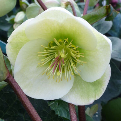 Moondance Lenten Rose (Helleborus &