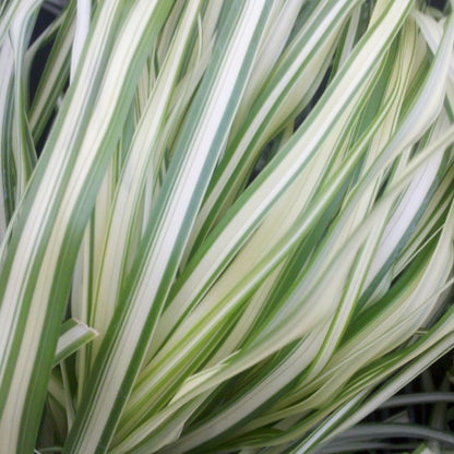 Lightning Strike™ Feather Reed Grass (Calamagrostis &