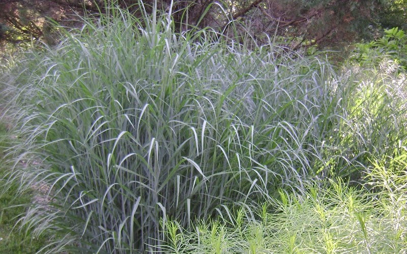 Heavy Metal Switch Grass (Panicum virgatum &
