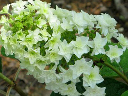 Gatsby Star® Oakleaf Hydrangea (Hydrangea quercifolia &