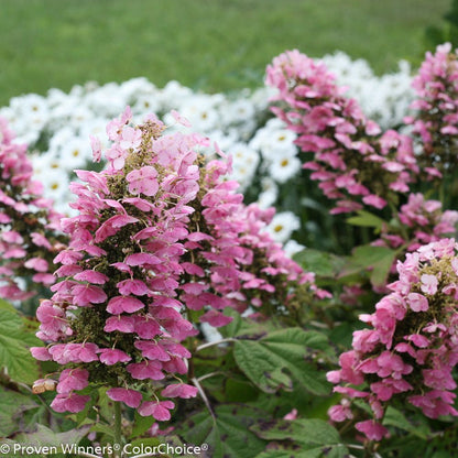 Gatsby Pink® Oakleaf hydrangea (Hydrangea quercifolia &