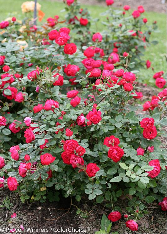 Oso Easy Double Red® Rose (Rosa &