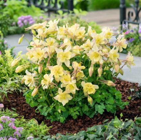 EarlyBird™ Yellow Columbine (Aquilegia &