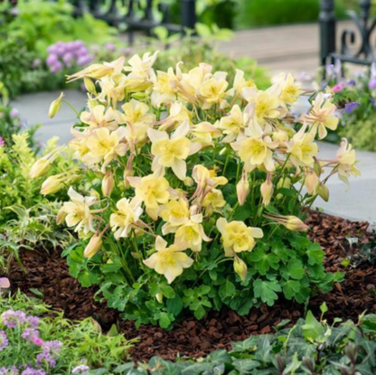 EarlyBird™ Yellow Columbine (Aquilegia &