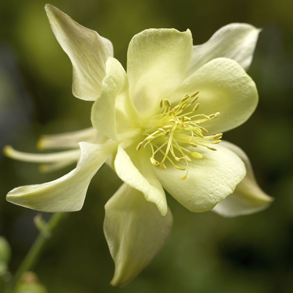 Kirigami™ Yellow Columbine (Aquilegia &