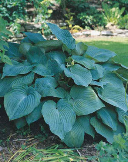Blue Angel Plantain Lily (Hosta blue &