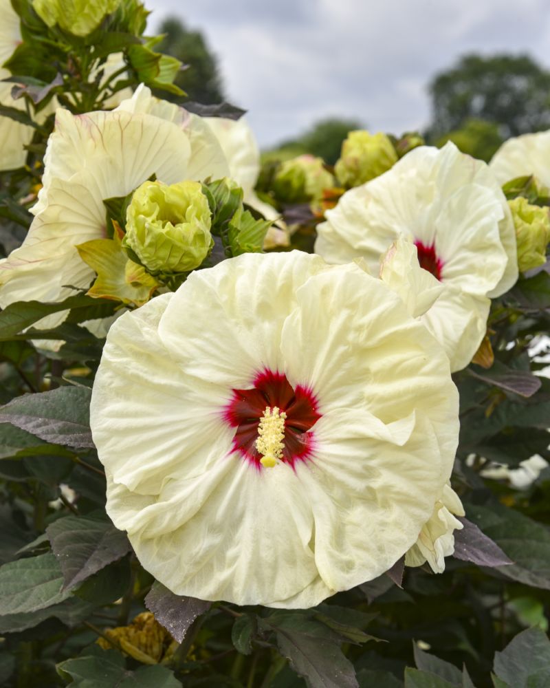 SUMMERIFIC® ‘Coconut Cream’ Rose Mallow (Hibiscus &