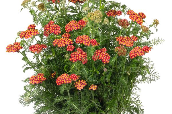 SkySail™ Fire Yarrow (Achillea millefolium SkySail™ Fire  ‘Bosachskyfi’) - QT