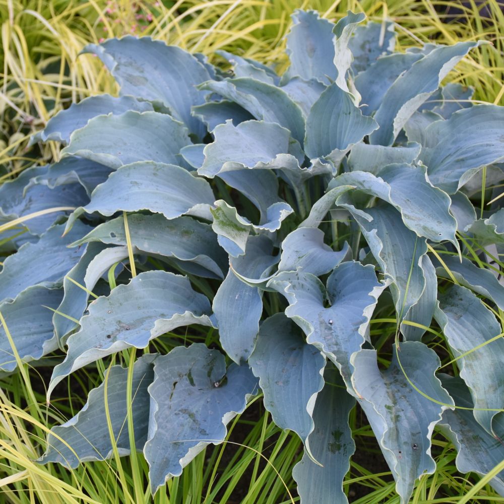 “Tears in Heaven’ Hosta (Hosta &