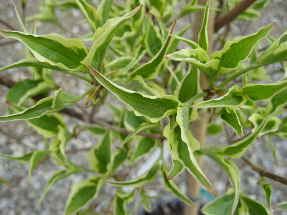 Samaritan® Chinese Dogwood (Cornus kousa &