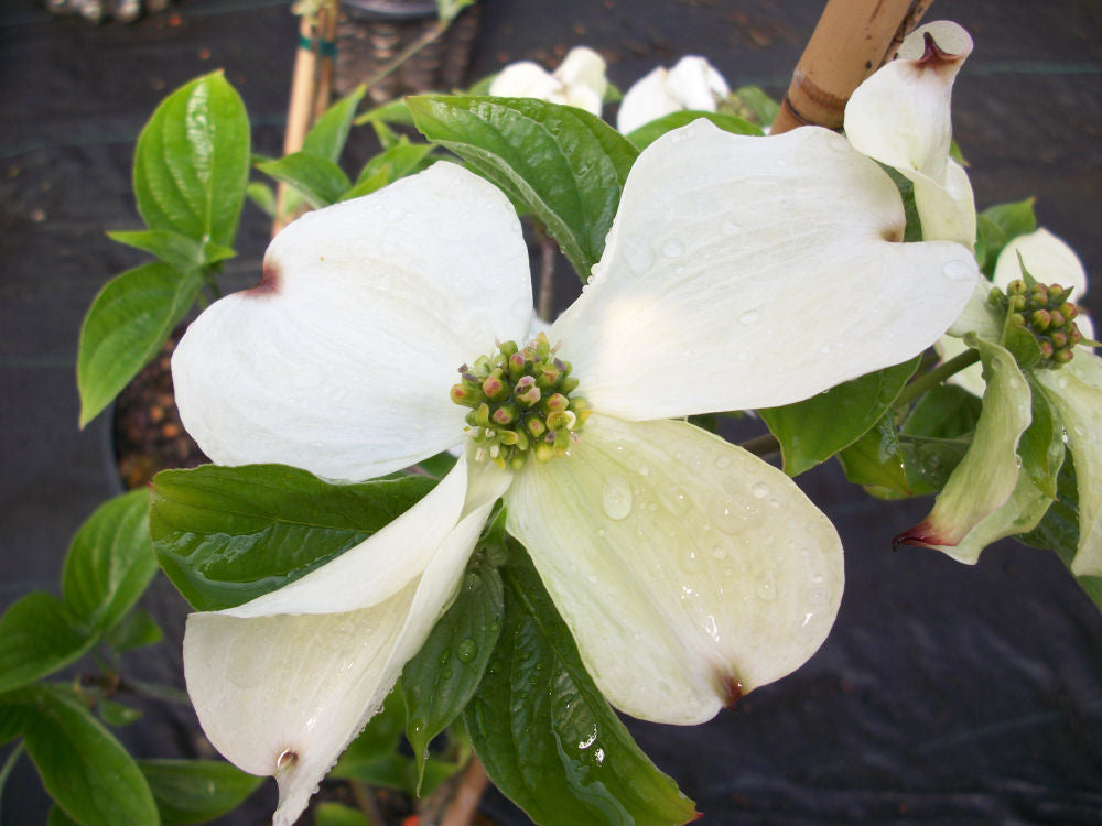 Cloud Nine Flowering Dogwood (Cornus florida &